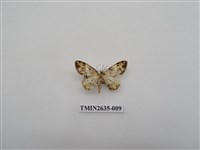 藏品(尺蛾162)的圖片